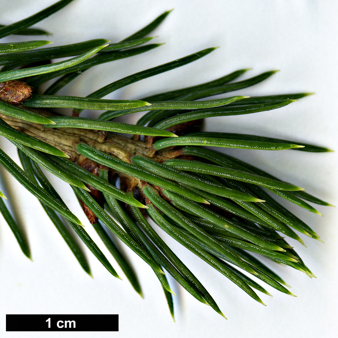 High resolution image: Family: Pinaceae - Genus: Picea - Taxon: koraiensis - SpeciesSub: var. pungsanensis High resolution image: Family: Pinaceae - Genus: Picea - Taxon: koraiensis - SpeciesSub: var. pungsanensis